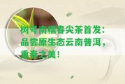 樹號南糯春尖茶首發(fā)：品嘗原生態(tài)云南普洱，重春之美！