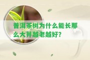 普洱茶樹為什么能長那么大并越老越好？