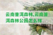 云南普洱森林,云南普洱森林公園怎么樣