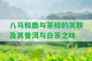 八馬和鹿與茶鯨的關(guān)聯(lián)及其普洱與白茶之味