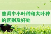 普洱中小葉種和大葉種的區(qū)別及好處