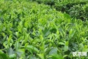 老班章62號(hào)永平介紹及價(jià)格：茶王樹主人的班章王