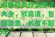 普洱茶葉長什么樣子圖片大全，欣高清，包含全部意思，長度不超過70字。