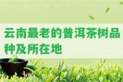 云南最老的普洱茶樹品種及所在地