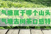 正氣塘屬于哪個山頭 正氣塘古樹茶口感特點