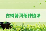 古樹(shù)普洱茶種植法