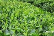 多美普洱茶是生茶還是熟茶？采用方法和評價