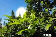 10年的安化千兩黑茶多少錢