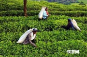 苦聰山寨茶葉怎么樣？價格、生態(tài)茶、種類全解析