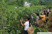 以茶待客 精致，國際茶日