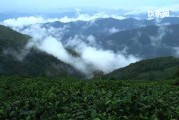 蘭馨毛峰荼價(jià)格_蘭馨遵品一號(hào)雨前毛尖茶