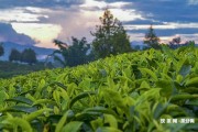 普洱茶是不是治便秘