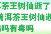 普洱茶王樹仙逝了能喝嗎 普洱茶王樹仙逝了能喝嗎有毒嗎