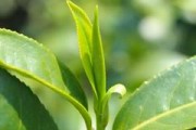 涼茶處方1-天鐘茶、五神茶，高檔茶葉