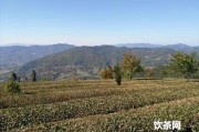 黑茶金花長在茶磚內(nèi)