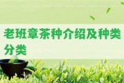 老班章茶種介紹及種類(lèi)分類(lèi)