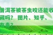 普洱茶被茶蟲咬還能收藏嗎？ 圖片、知乎、有毒？