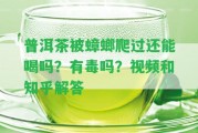 普洱茶被蟑螂爬過(guò)還能喝嗎？有毒嗎？視頻和知乎解答