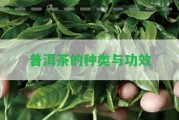 普洱茶的種類與功效