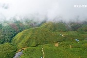 普洱茶為什么有枝條和葉子的區(qū)別及顏色？