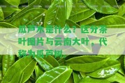 瓜蘆木是什么？區(qū)分茶葉圖片與云南大葉，代稱為瓜蘆樹。