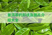 普洱茶的形狀及圖片介紹大全