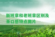 新班章和老班章區(qū)別及茶口感特點圖片