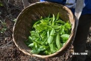 如意普洱茶熟茶多少錢？2019年價(jià)格、一斤、一盒、一杯都是多少？