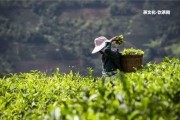 普洱茶里有不存在茶多酚含量？