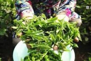 喝茶過多會(huì)引起陽氣虛，其對(duì)女性和腎陽虛患者作用更大