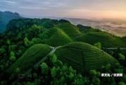 普洱茶加盟天地寶怎么樣？熟悉普洱茶品牌，掌握普洱茶廠家和普洱茶價格，打造成功的茶葉加盟店。