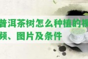 普洱茶樹怎么種植的視頻、圖片及條件