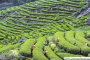 嘉賓先來(lái)茶道，網(wǎng)上買茶