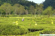 西湖龍井茶簡介，枸杞泡水喝的正確方法