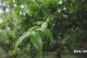 喝普洱茶起疙瘩的起因及應(yīng)對(duì)方法