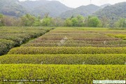 清熱利咽胖大海綠茶