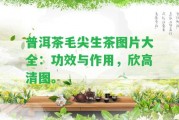 普洱茶毛尖生茶圖片大全：功效與作用，欣高清圖。