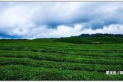 無量山頭春是什么茶？普洱茶？茶葉圖片和茶區(qū)歸屬怎樣？