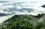 何仕華景邁千年古樹茶熟茶