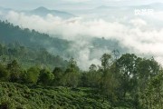 梧州六堡茶和普洱茶區(qū)別