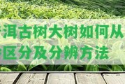 普洱古樹大樹怎樣從樹齡區(qū)分及分辨方法