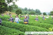 日本綠茶，枸杞茶