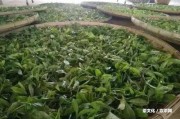 普洱茶古樹茶價格：一斤多少錢？盒裝價格表匯總