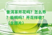 普洱茶開花嗎？怎么養(yǎng)？能喝嗎？開花樣貌？（含圖片）