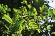 大益茶普洱茶價格查詢表及最新報價2021 | 大益普洱茶官網(wǎng)