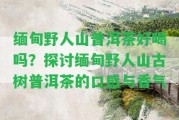 緬甸野人山普洱茶好喝嗎？探討緬甸野人山古樹普洱茶的口感與香氣