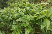 勐庫西半山的普洱茶：特點(diǎn)、好喝與最新價(jià)格