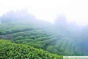 植被中的自然神，毛峰茶