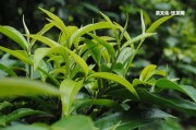 黑芝麻能和茶一起喝嗎？早餐功效大嗎？