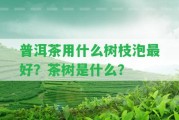 普洱茶用什么樹枝泡最好？茶樹是什么？